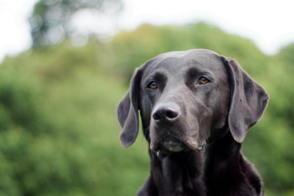 Serene Labrador Wallpaper: Attentive Dog in Lush Green Grass