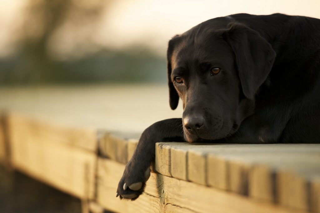 Serene Labrador Wallpaper: Tranquil 1920x1280 Resting Moment