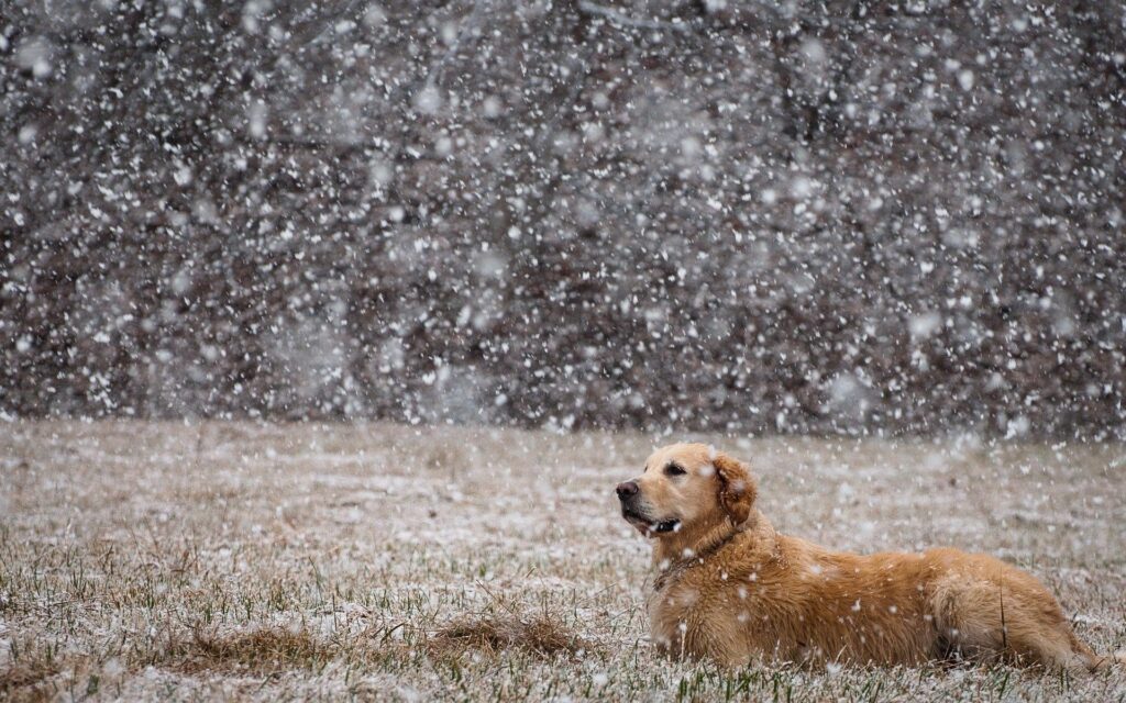 Serene Labrador in Snowy Field with Falling Snowflakes - Winter Scene Wallpaper