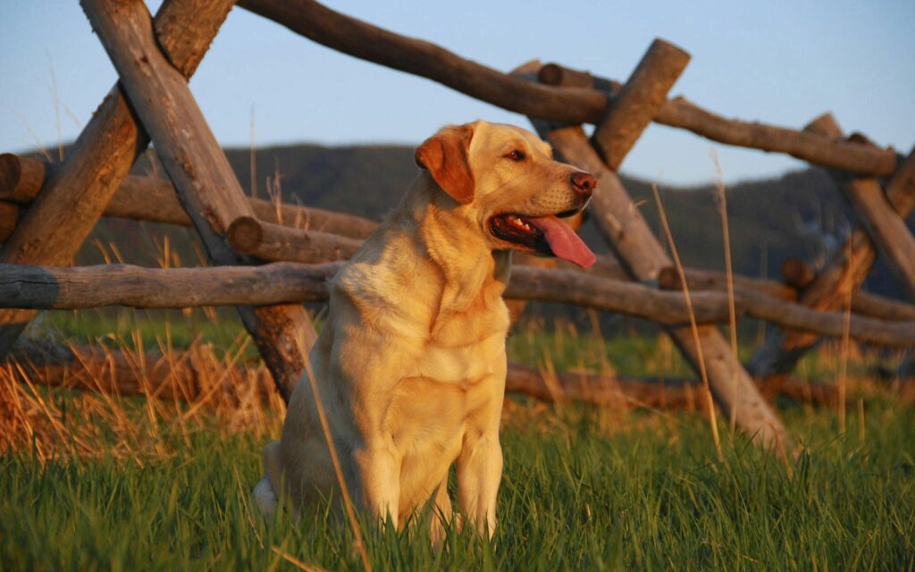 Playful Labrador on Sunset-Kissed Grass by Rustic Fence Wallpaper