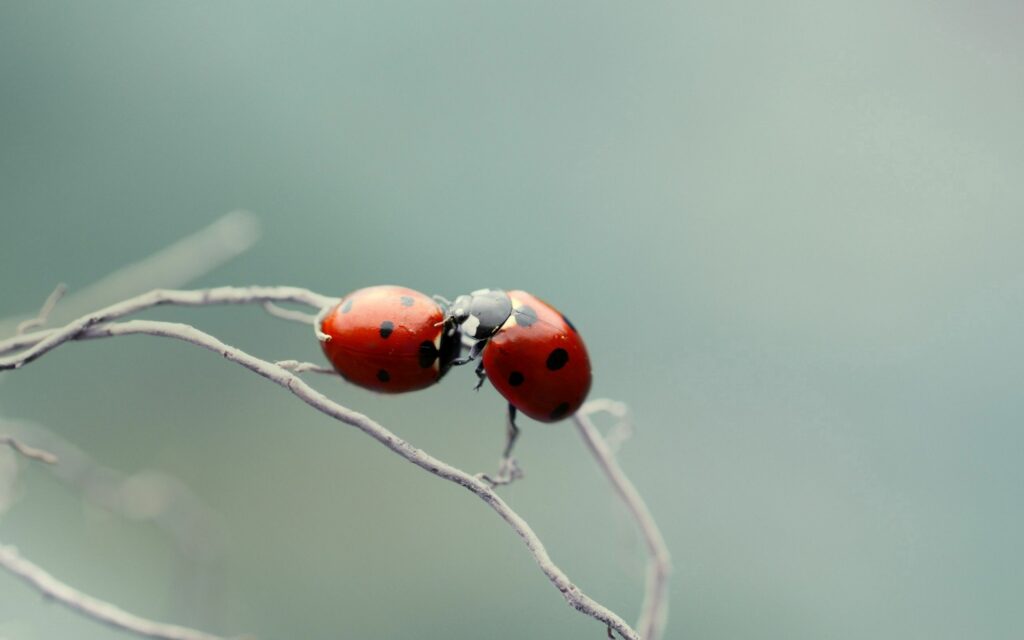 Serene Ladybirds Wallpaper: Nature's Kiss on a Delicate Branch