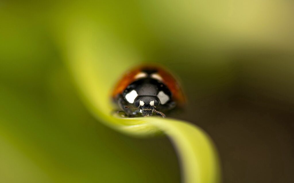 Serene Ladybug Close-Up on Green Leaf - Nature Wallpaper Background