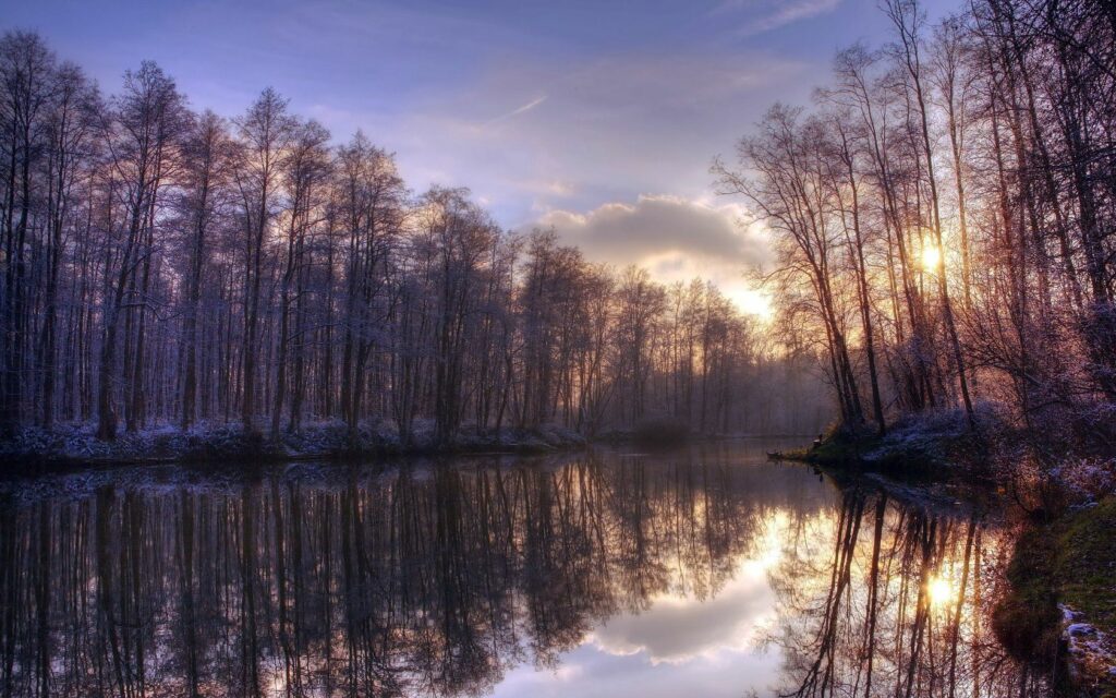 Leafless trees reflected on calm lake at sunrise peaceful natural landscape wallpaper background