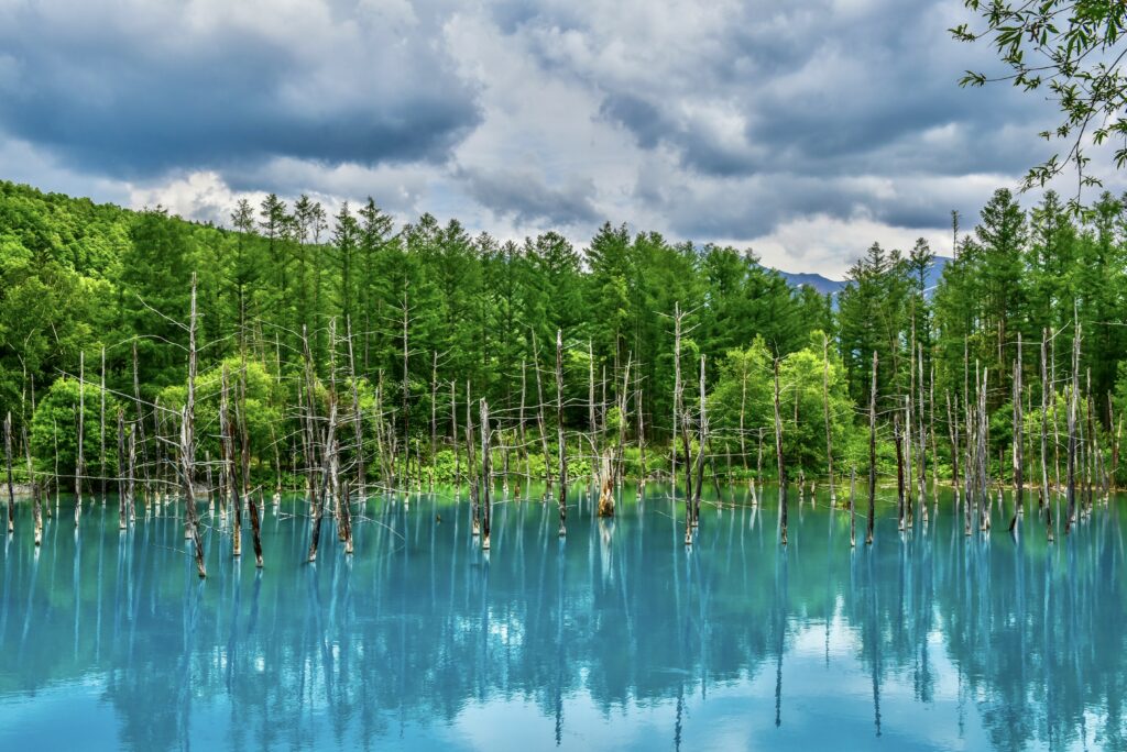 Serene lake with clear reflections lush green trees bare trunks under dramatic cloudy sky wallpaper background
