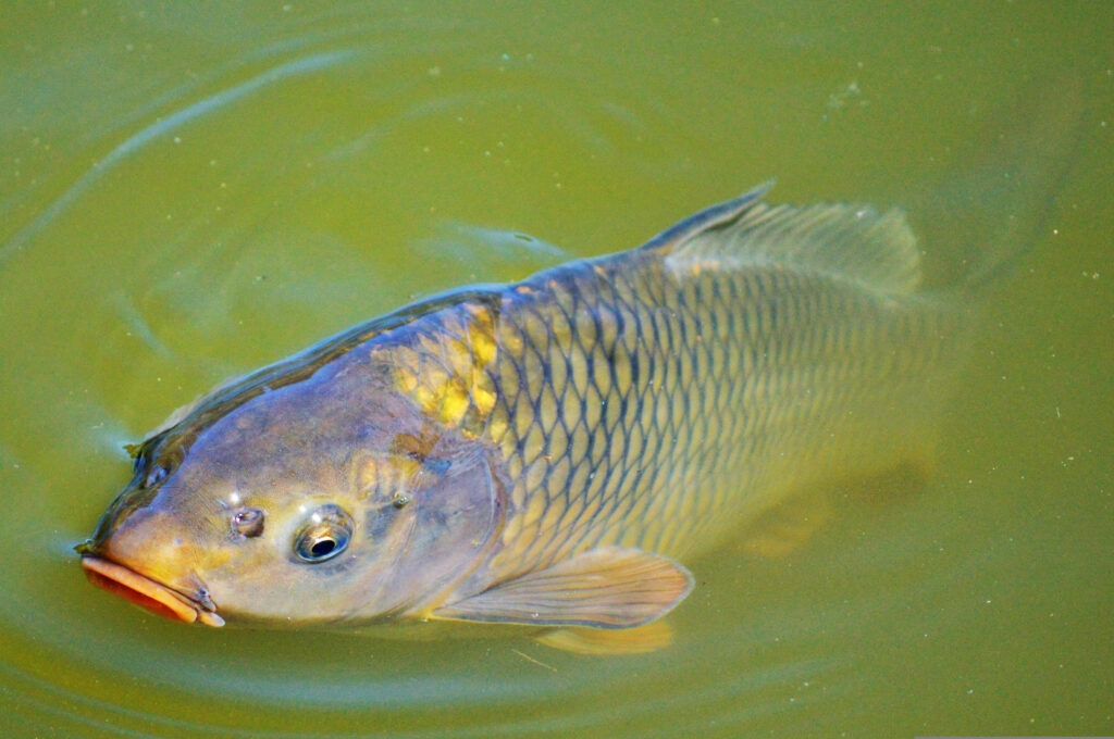 Tranquil Carp Wallpaper: Serene Lake Scene with Gentle Ripples