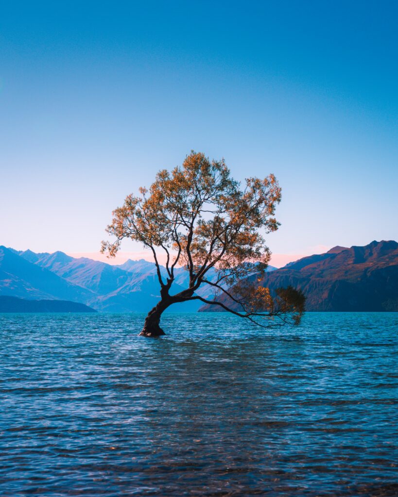 Lone tree of Lake Wanaka New Zealand in calm blue water with mountains and clear sky wallpaper