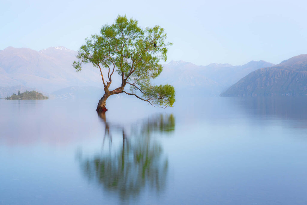 Lone Tree of Lake Wānaka Wallpaper: Serene Mountain Reflections