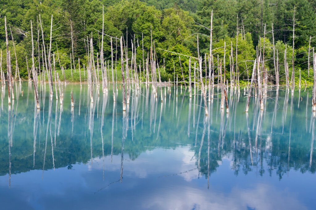 Serene lake with clear blue water reflecting green forest and dry branches in peaceful nature scene Wallpaper