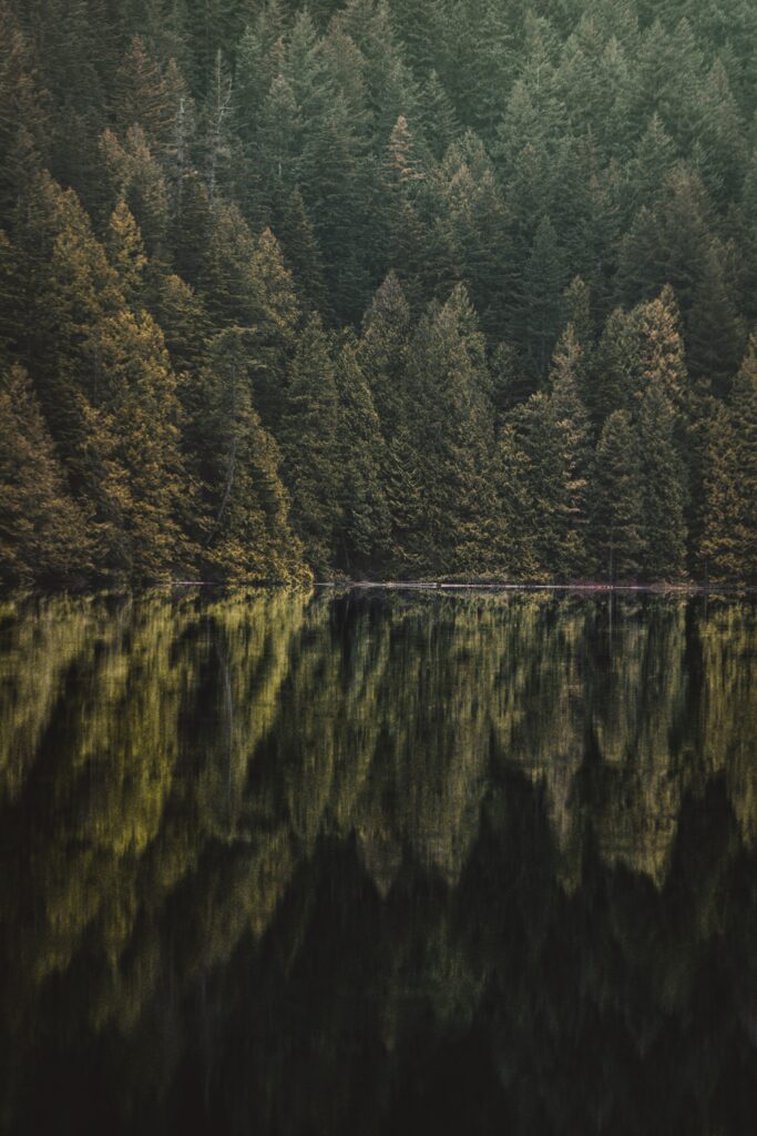 Tranquil lakeside wallpaper with dense forest and tall trees reflecting on still water background