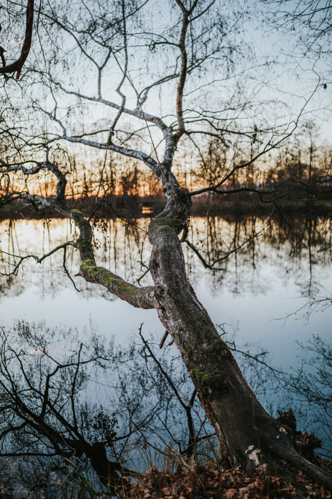 Serene lakeside with gnarled tree leaning over calm water at sunset peaceful nature wallpaper