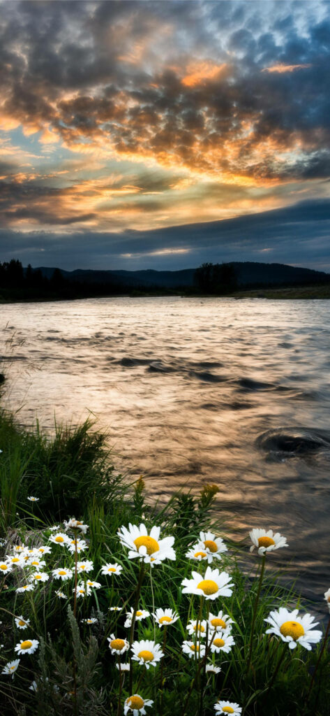 Tranquil Lakeside Wallpaper with Daisies & Vibrant Sunset Background