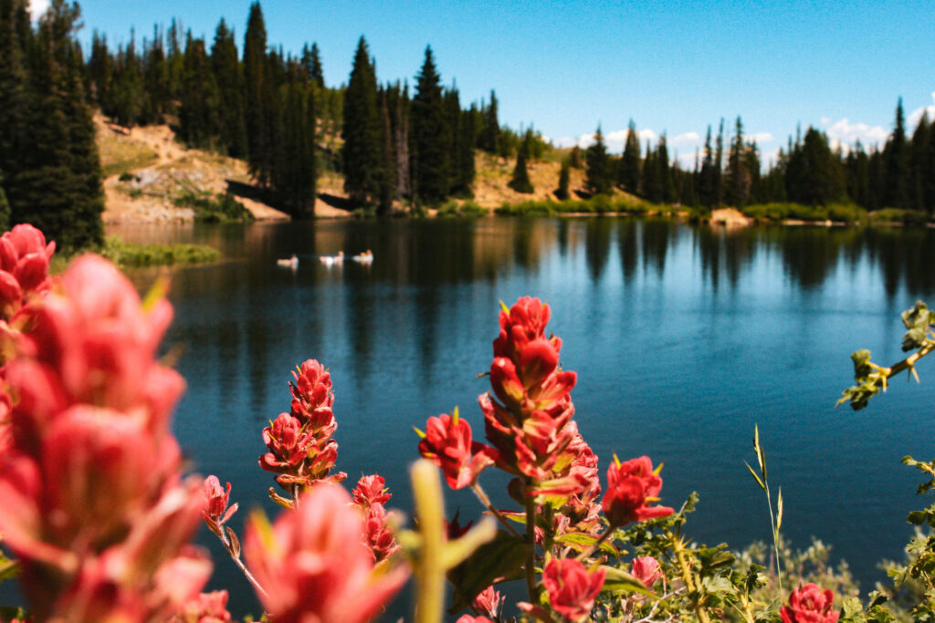 Serene Lakeside Wallpaper with Vibrant Red Wildflowers & Evergreens