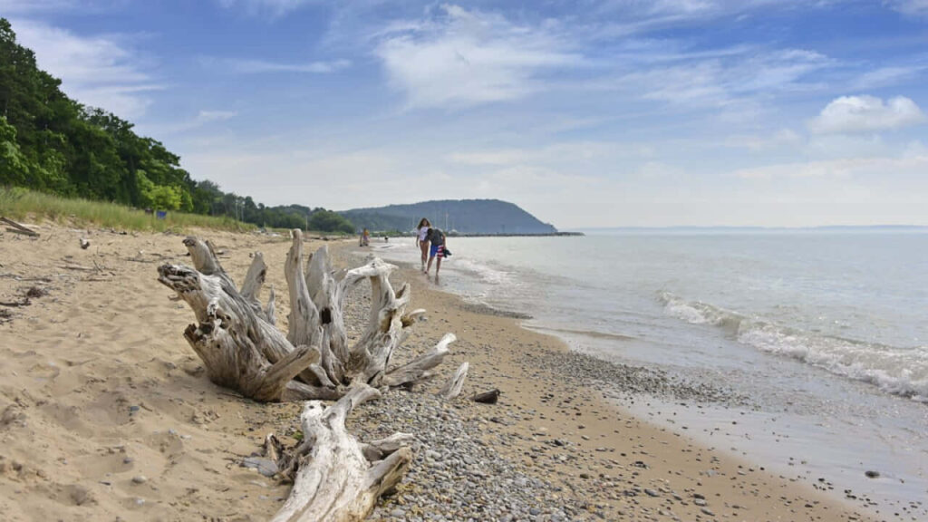 Serene Lakeside Wallpaper: Beach, Greenery & Driftwood Scene