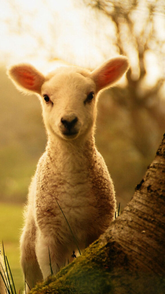 Serene Lamb at Sunset: Tranquil Nature Wallpaper for Your Background