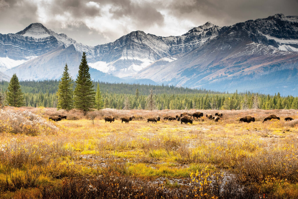 Vibrant Landscape Wallpaper: Animals Grazing in Majestic Tundra
