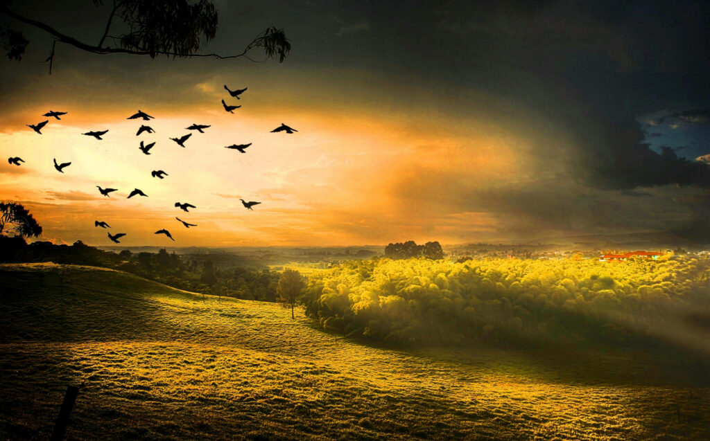 Serene Landscape HD Wallpaper: Birds over Lush Green Field at Sunset