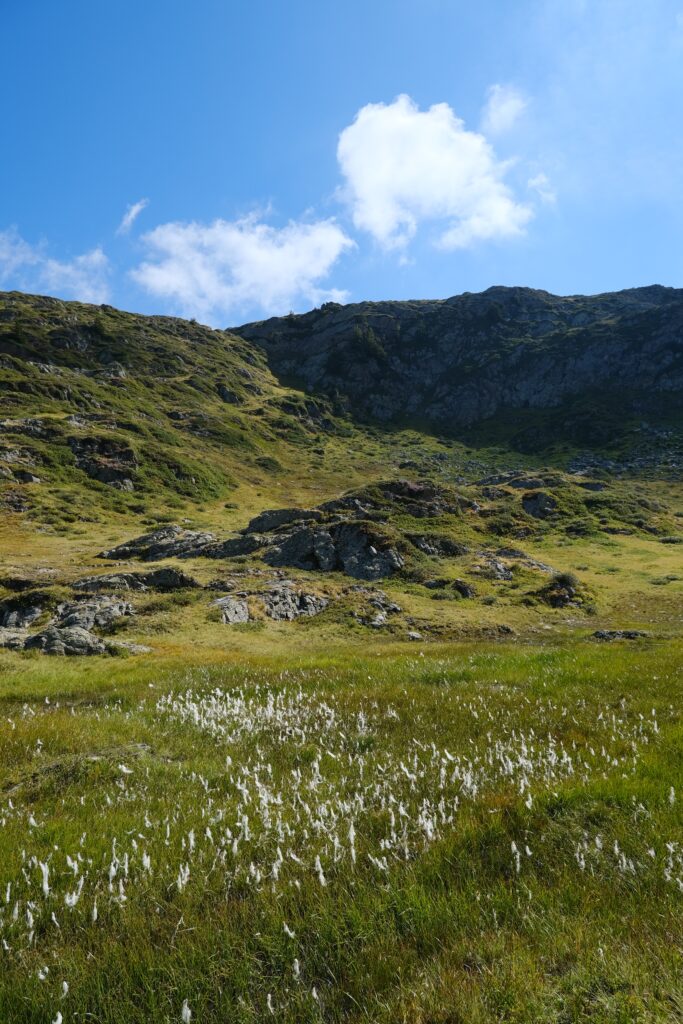 Serene landscape of rolling green hills rugged mountains bright blue sky and white wildflowers Wallpaper