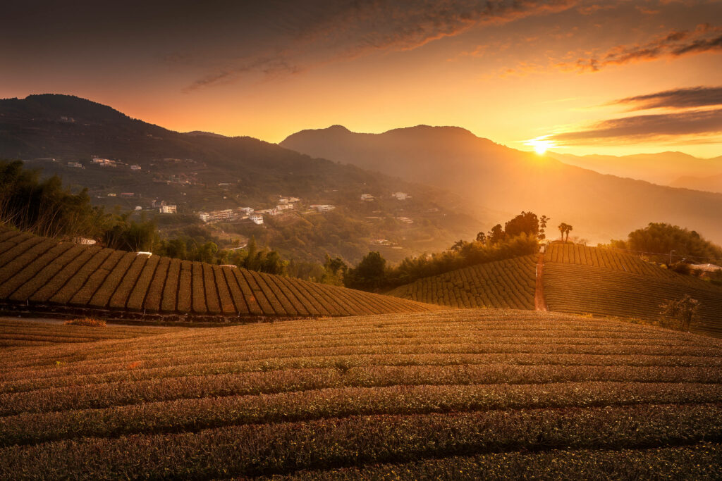 Tranquil Agricultural Fields at Sunrise - Serene Wallpaper Background