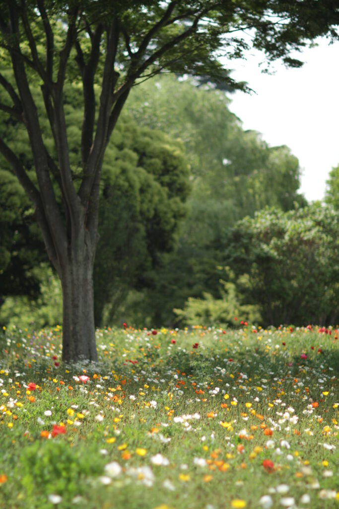 Serene landscape wallpaper with colorful flower field and tall trees in lush green nature background