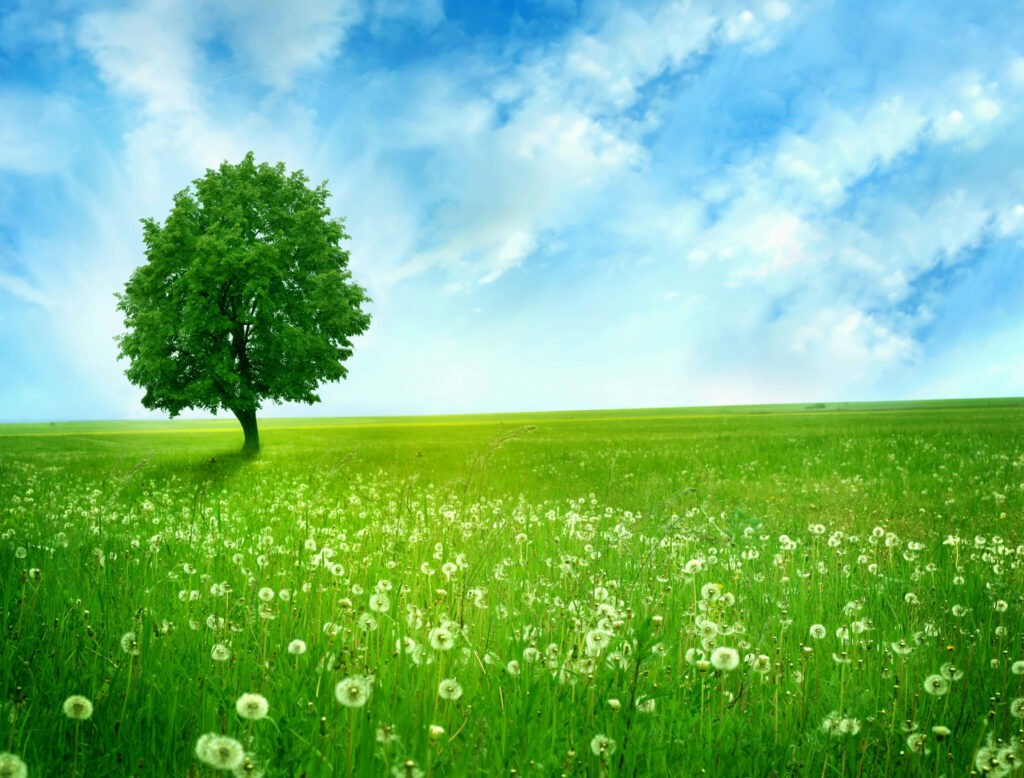 Lush Green Tree in Vibrant Field: Serene Landscape Wallpaper