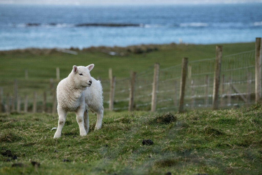 Serene Landscape Wallpaper: Sheep in Lush Green Field with Ocean View
