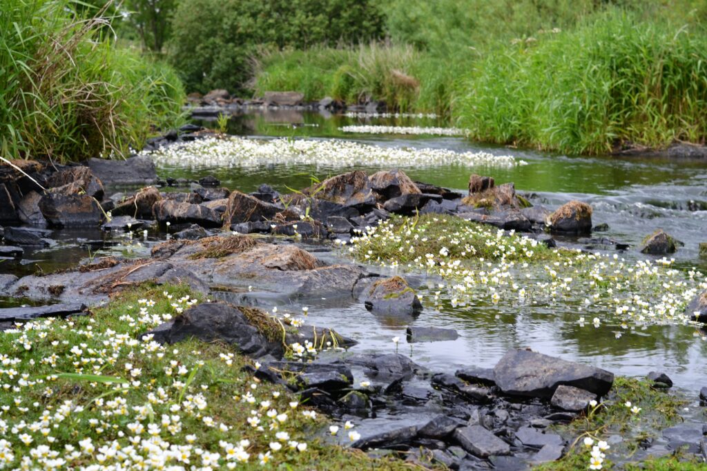 Serene landscape with smooth stones in clear pond surrounded by green grass and white flowers Wallpaper