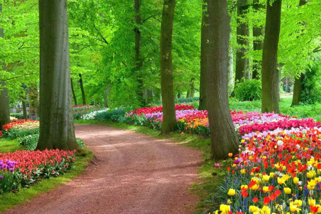 Tranquil Landscape Wallpaper: Vibrant Pathway with Colorful Flowers