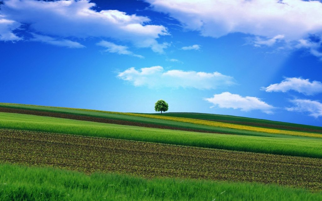 Solitary tree on rolling hill with vibrant green and brown fields under bright blue sky Wallpaper