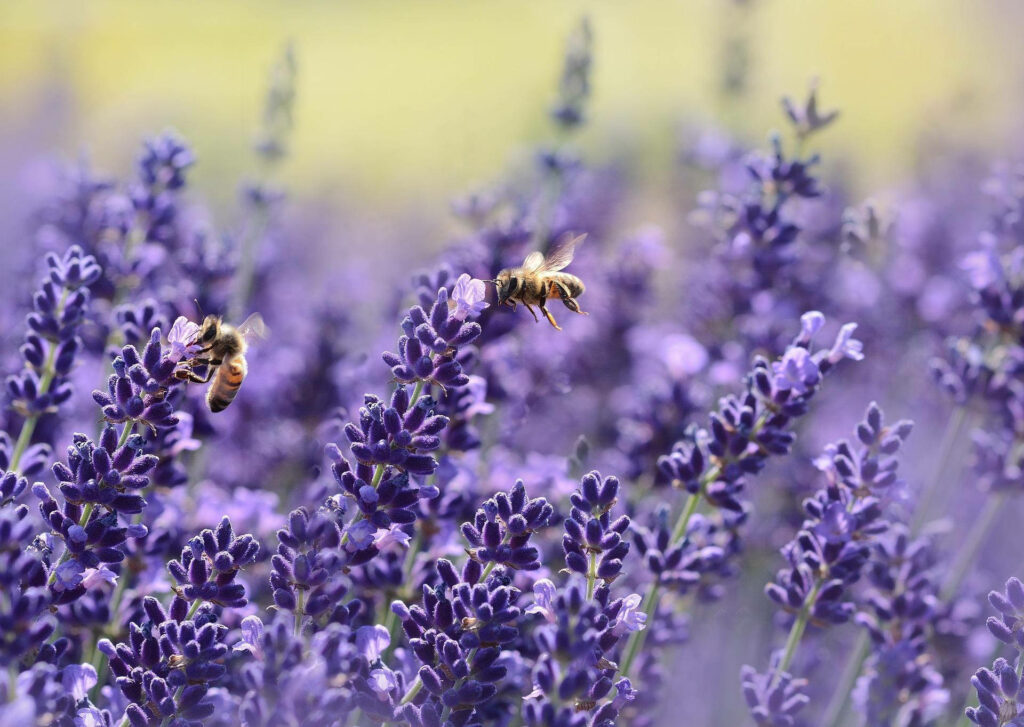Serene Lavender Field with Bees - Nature Desktop Wallpaper