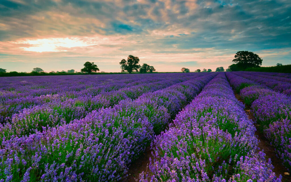 Stunning Lavender Field Wallpaper: Serene Sunset Background