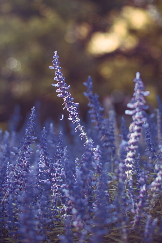 Tranquil Lavender Field Wallpaper - Serene Purple Floral Background