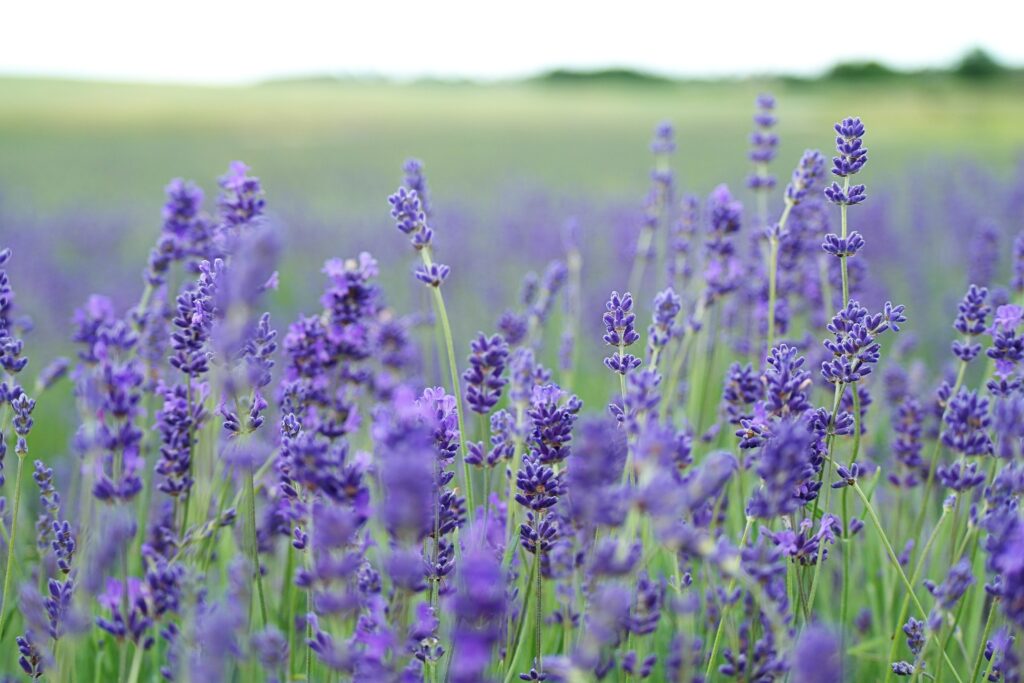 Serene Lavender Field Wallpaper: Calming Purple Floral Background
