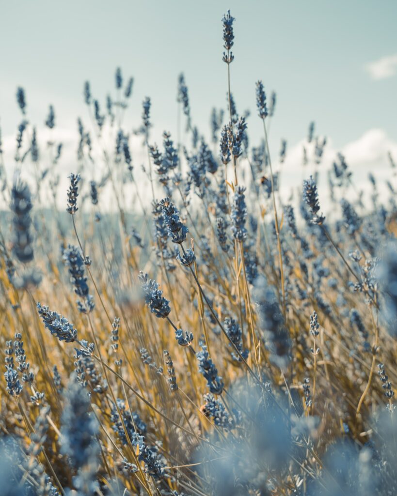 Tranquil Lavender Field Wallpaper: Soft Sunlight & Dreamy Sky