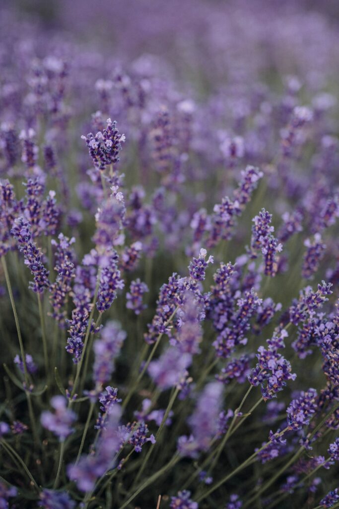 Stunning Lavender Field Wallpaper: Serene Floral Background