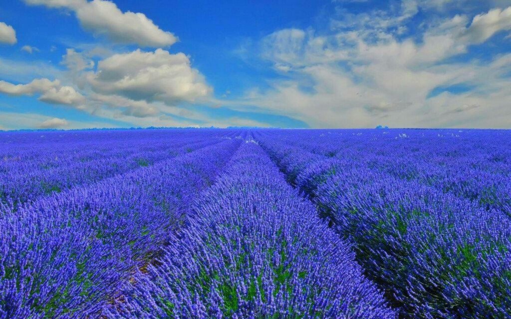 Serene Lavender Field Wallpaper with Blue Sky & Fluffy Clouds
