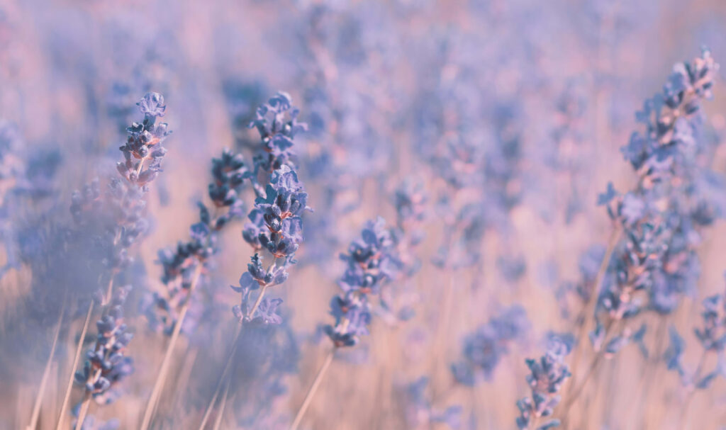 Serene Lavender Field Wallpaper: Dreamy Purple Flowers Background
