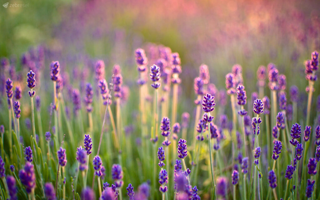 Serene Lavender Field at Sunset: Peaceful Desktop Wallpaper Background