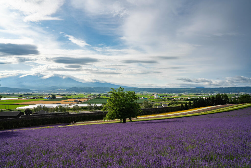 Serene lavender field with lone tree quaint houses and dramatic sky peaceful rural wallpaper background