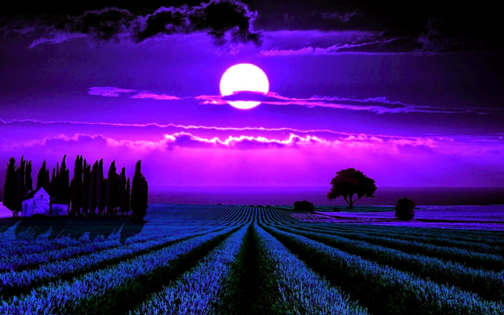 Tranquil Lavender Fields at Night - Serene Moonlit Wallpaper Background