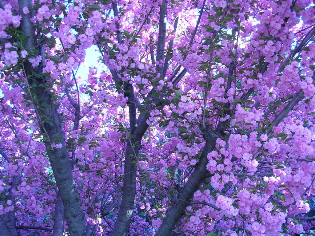 Blooming Lavender Tree Wallpaper: Vibrant Floral Background