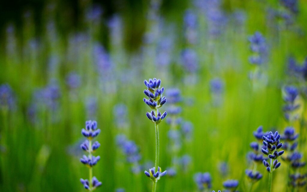 Close-Up Lavender Flowers Wallpaper: Serene Green Field Beauty