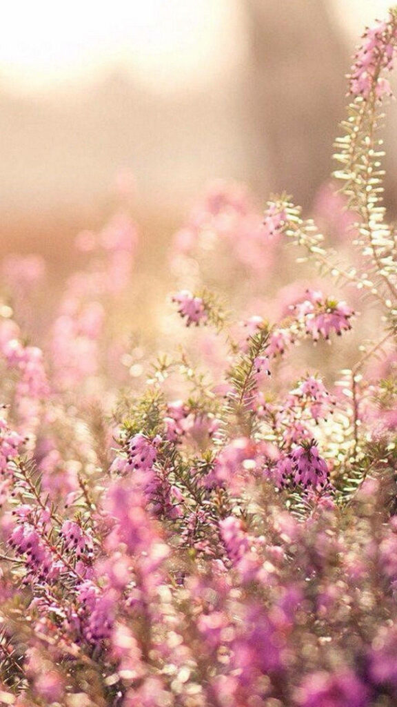 Serene Lavender Flower Wallpaper: Dreamy Spring Background