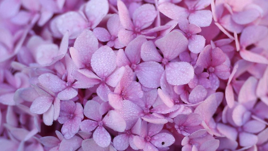 Macro shot of light purple hydrangea petals with morning dew creating a serene floral wallpaper