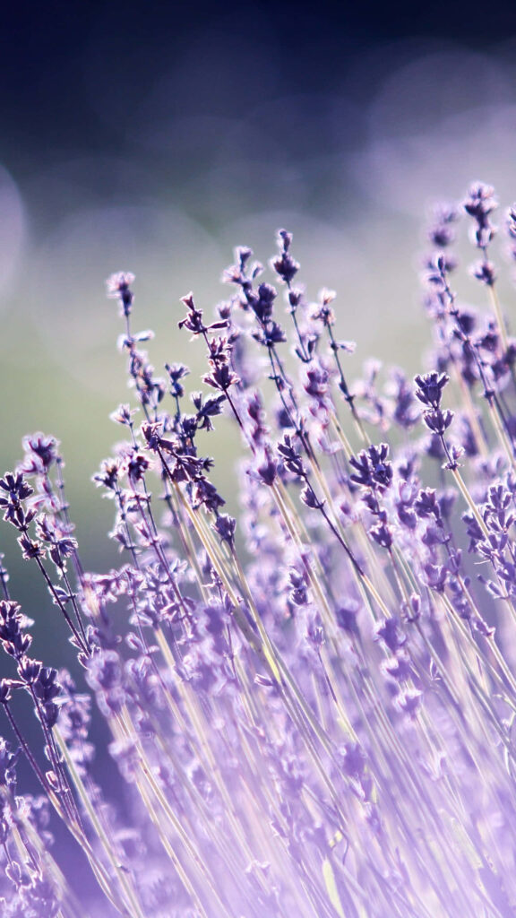 Serene Lavender Landscape Wallpaper: Calming Purple & Green Scenery