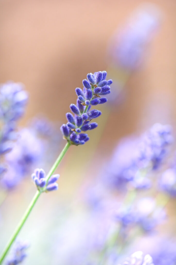 Serene Lavender Macro: Delicate Purple Hues for Wallpaper Background