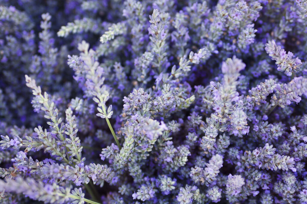 Close-Up Lavender Flowers Wallpaper: Serene Purple Background