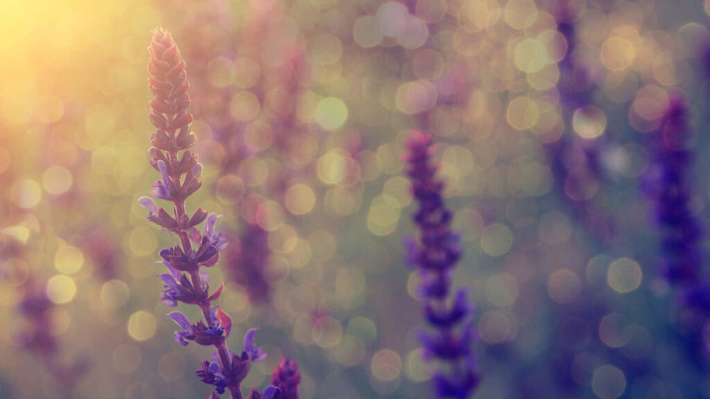 Serene Lavender Flowers Wallpaper: Calming Sunlit Background