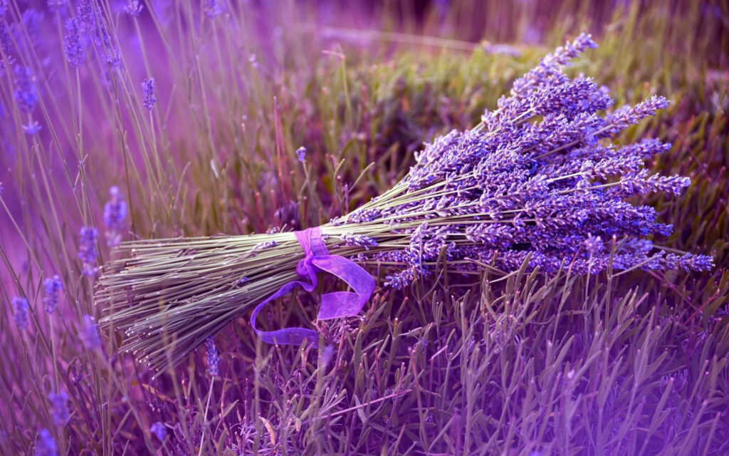 Serene Lavender Bundle Wallpaper: Calming Purple Field Background