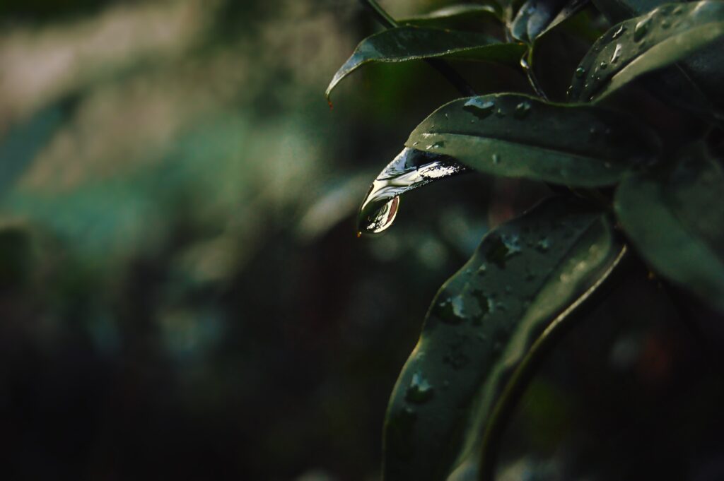 Serene Leaf Wallpaper: Water Droplets on Dark Blurred Background