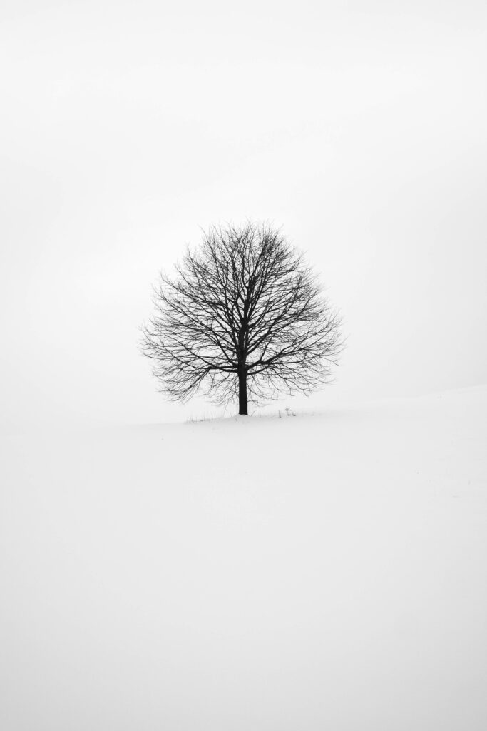 Minimalist Leafless Tree on White Background - Calming Winter Wallpaper